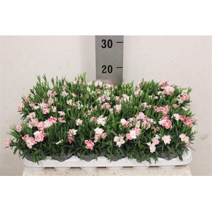Dianthus mixkar 6 kleuren