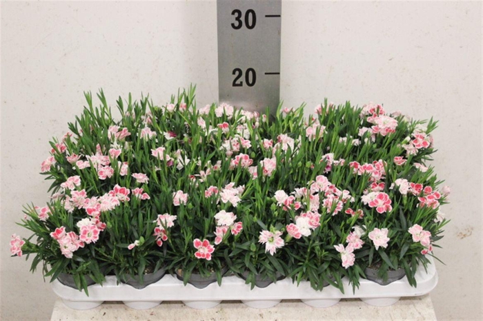 <h4>Dianthus mixkar 6 kleuren</h4>
