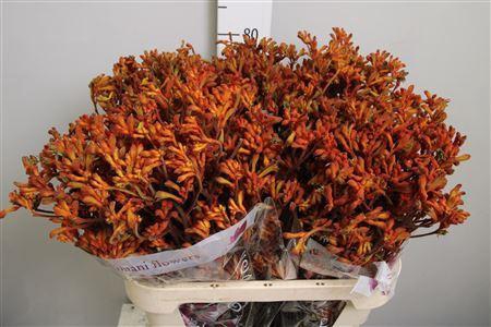 <h4>Anigozanthos   ...</h4>