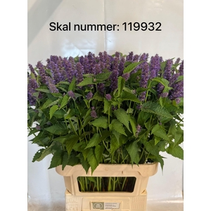 AGASTACHE