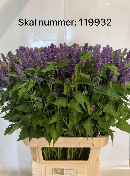 <h4>AGASTACHE</h4>
