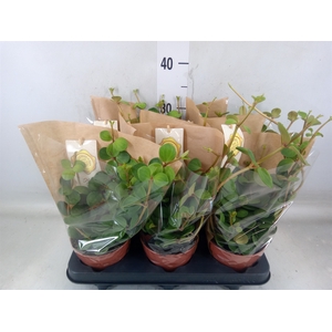 Peperomia tetraphylla 'Hope'