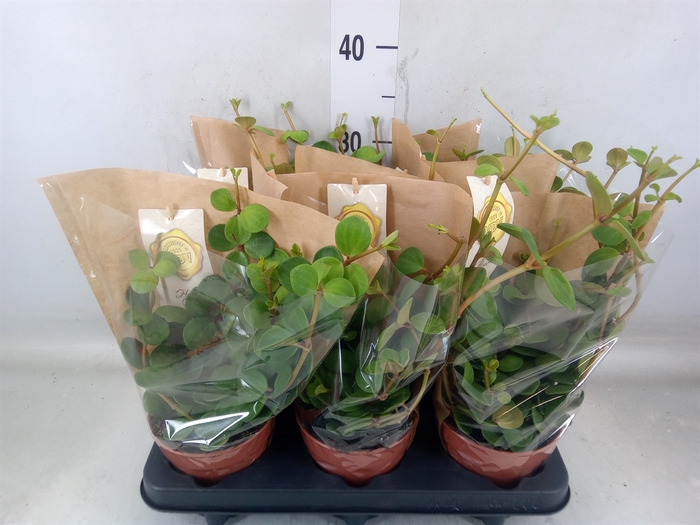 <h4>Peperomia tetraphylla 'Hope'</h4>