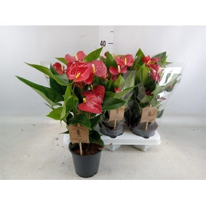 Anthurium andr. 'Micra'