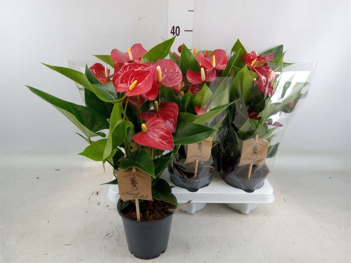 <h4>Anthurium andr. 'Micra'</h4>