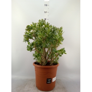 Crassula arborescens