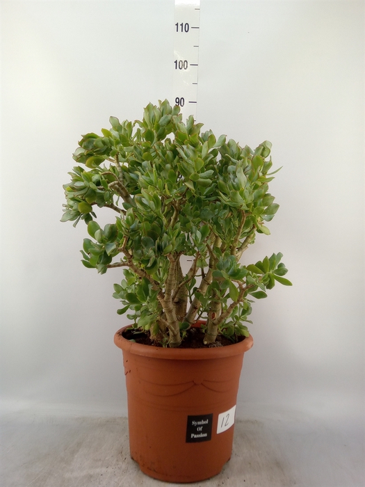 <h4>Crassula arborescens</h4>