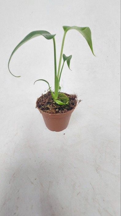 <h4>Monstera Burle max</h4>