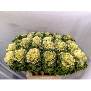 Brassica Crane Ruffle White