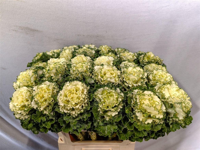 <h4>Brassica Crane Ruffle White</h4>