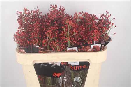 <h4>Rosa Autumn Rosefruits Elite</h4>