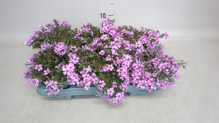 <h4>Phlox sub.</h4>