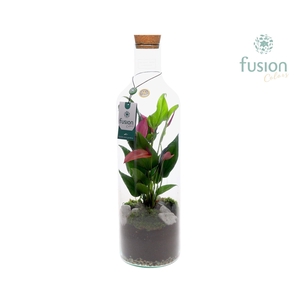 Green Bottle Fles Large met Anthurium
