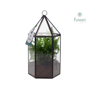 Lantaarn Geometrisch met Groen plant