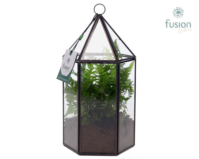 <h4>Lantaarn Geometrisch met Groen plant</h4>