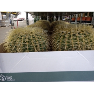 Echinocactus grusonii