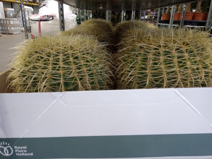<h4>Echinocactus grusonii</h4>