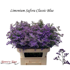 LIMONIUM  'SAFORA CLASSIC BLUE'