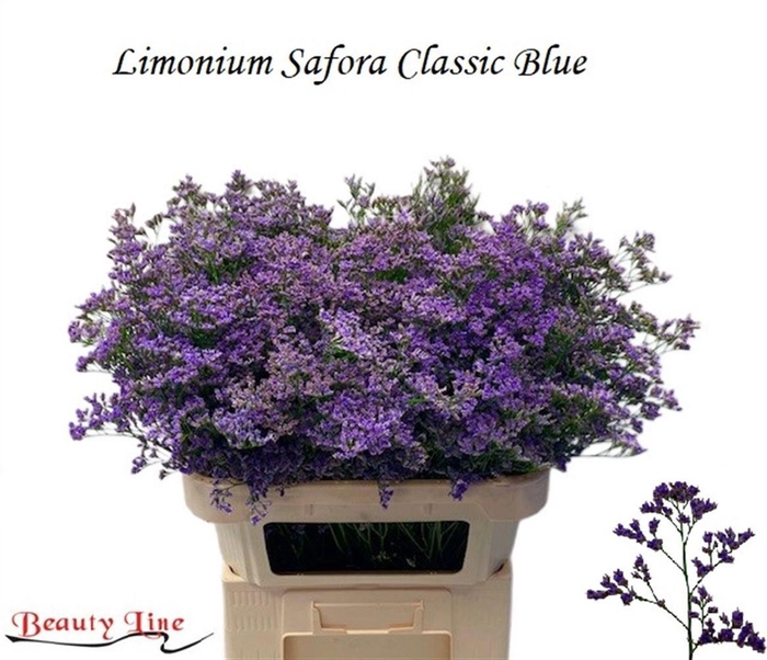 <h4>LIMONIUM  'SAFORA CLASSIC BLUE'</h4>