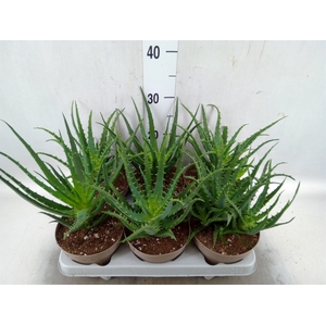 Aloe arborescens