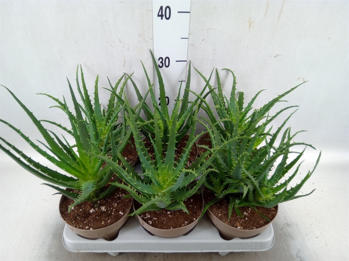 <h4>Aloe arborescens</h4>