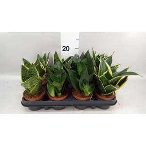 Sansevieria trifa. 'Hahnii'