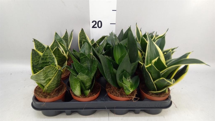 <h4>Sansevieria trifa. 'Hahnii'</h4>