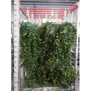 Hedera helix 'Pittsburgh'
