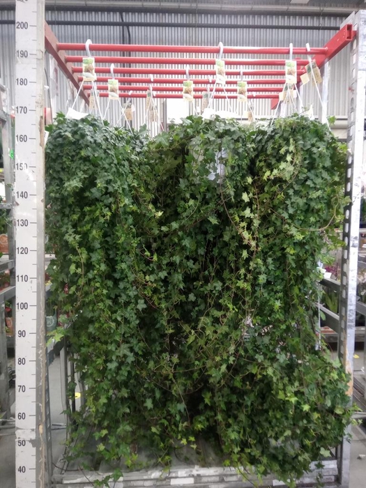 <h4>Hedera helix 'Pittsburgh'</h4>