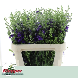 Delph Ridder Blauw