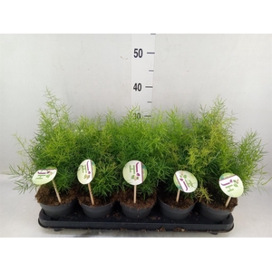 Asparagus dens. 'Sprengeri'