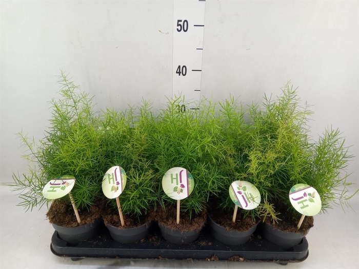 <h4>Asparagus dens. 'Sprengeri'</h4>