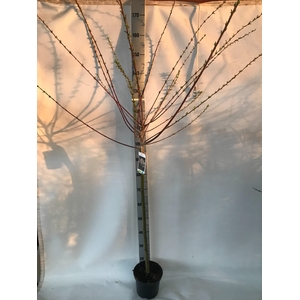 SALIX IN HAKURO NISH