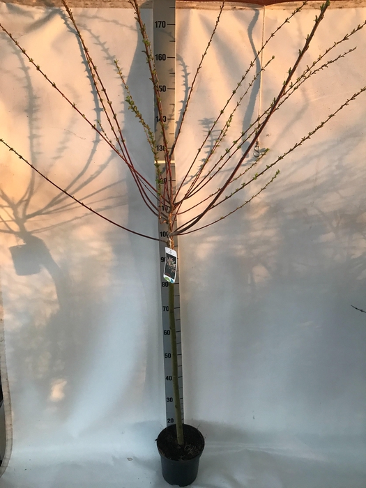 <h4>SALIX IN HAKURO NISH</h4>