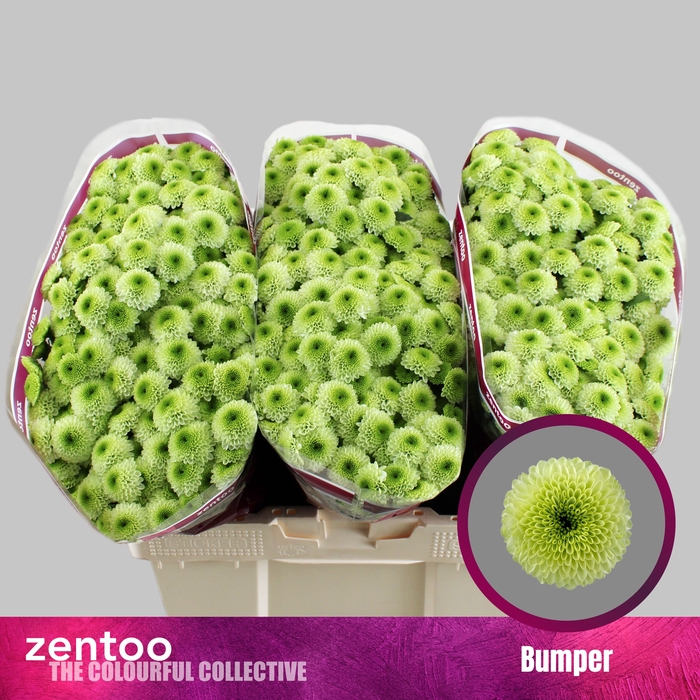 <h4>Chrysanthemum Indicum Grp tros santini Aaa Bumper</h4>