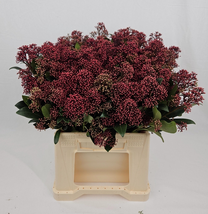 <h4>SKIM J RUBELLA BS</h4>