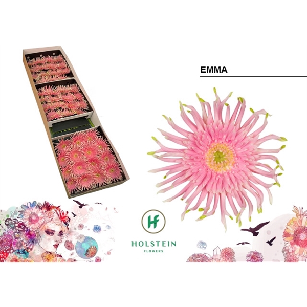 <h4>Ge Gr Pasta Emma Box Holstein</h4>