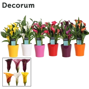 Zantedeschia (Calla) Mix in Ompot Amy (Decorum)