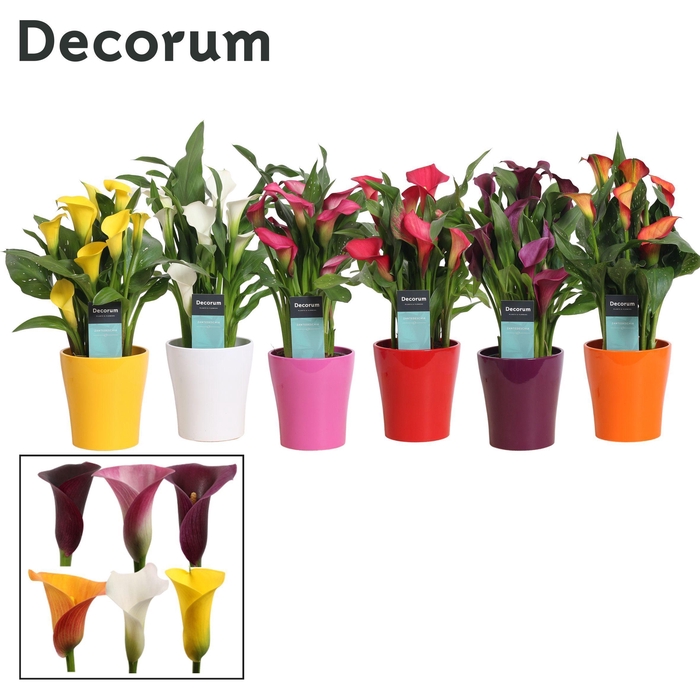 <h4>Zantedeschia (Calla) Mix in Ompot Amy (Decorum)</h4>