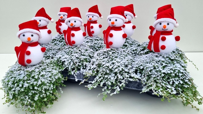 <h4>SOLEI SOL GROEN</h4>