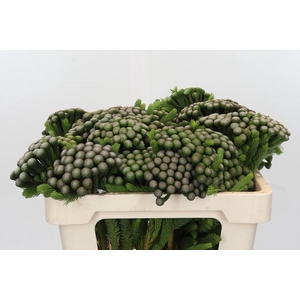 Cape Green Albiflora