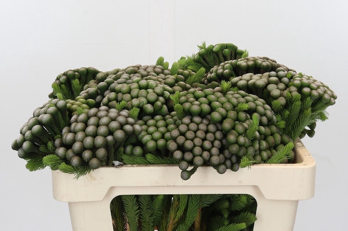 <h4>Cape Green Albiflora</h4>