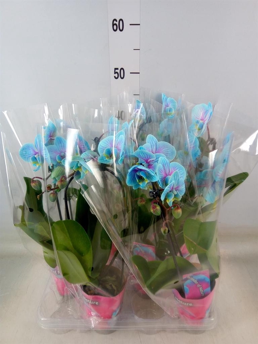 <h4>Phalaenopsis   ...</h4>