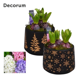 Arrangementen Hyacinthus 6%