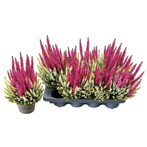 CALLU BL COL CR GEM