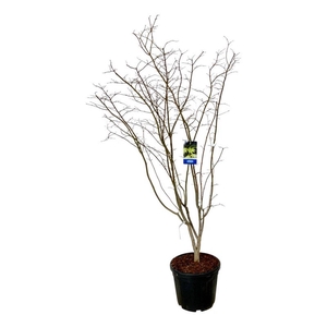 Acer Arctic Jade ®