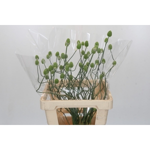 Allium Green Berry