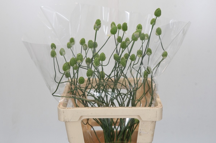 Allium Green Berry