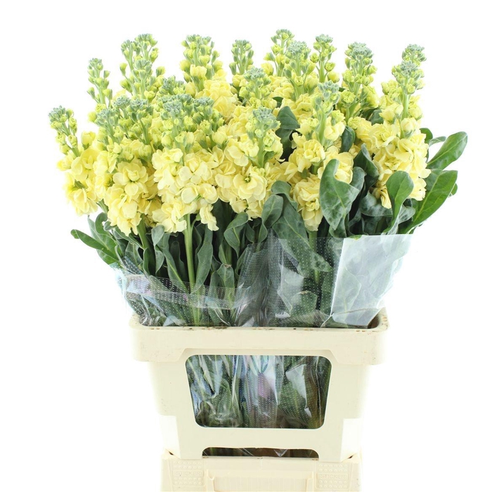 <h4>MATTH IRON D YELLOW</h4>