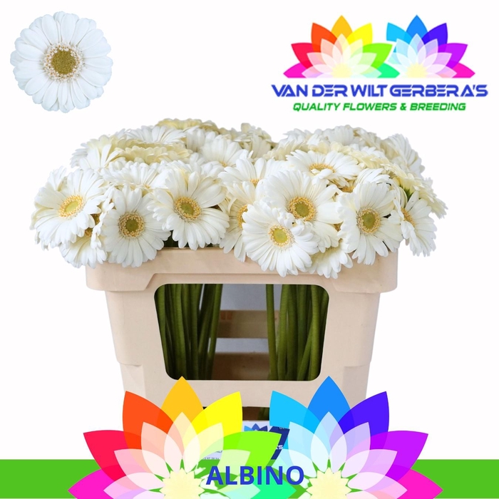 <h4>Germini Albino Water</h4>
